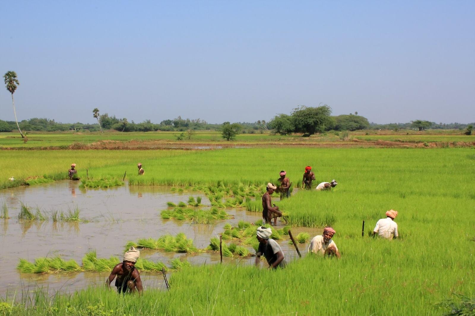 Farmers transplanting paddy seedlings by hand