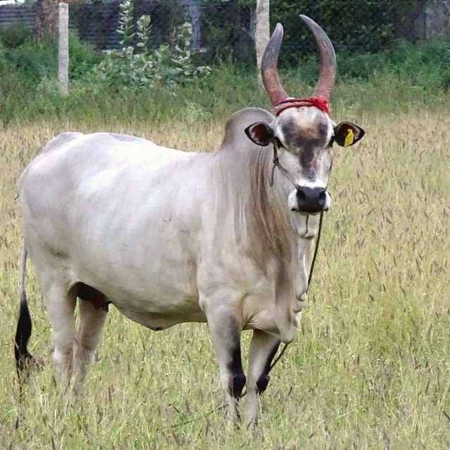 Desi Cow Milk (நாட்டு பசும் பால்)