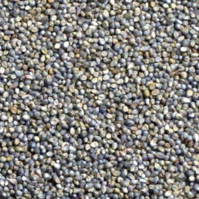 Pearl Millet (நாட்டு கம்பு)