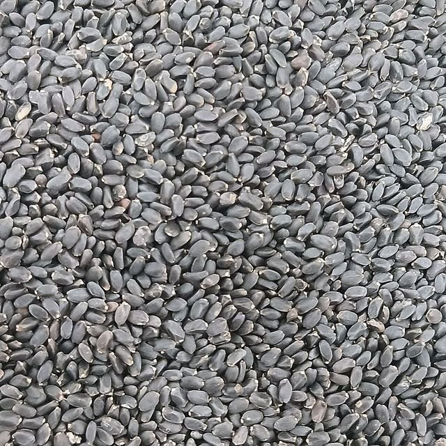 Sesame Seeds (எள்ளு)